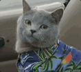 62b3097106fd3ebf3b7c061d34345670.gif