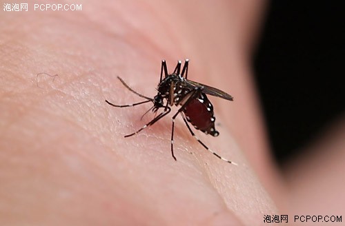 驱蚊软件真的有用么？小编测驱蚊软件 