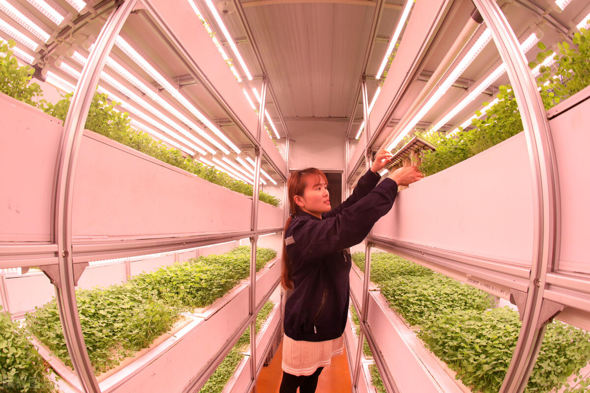 打破食品生产的界限，集装箱如何在农场种植农作物？