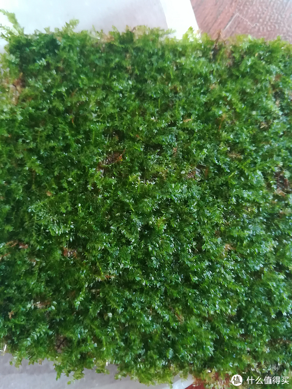开缸种草篇