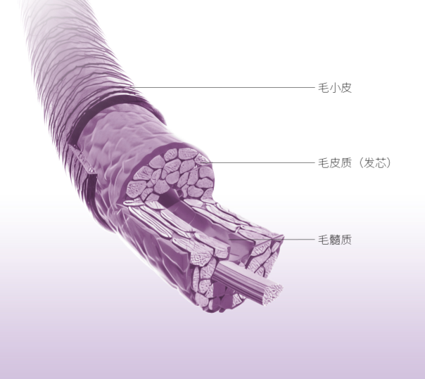 发芯修护新突破:CIMIVO+SOTUY重塑发丝结构_重建发丝分子结构-CSDN博客