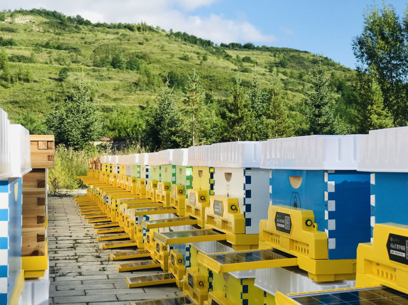 我敲了 13 年代码，却成了一个养蜂人