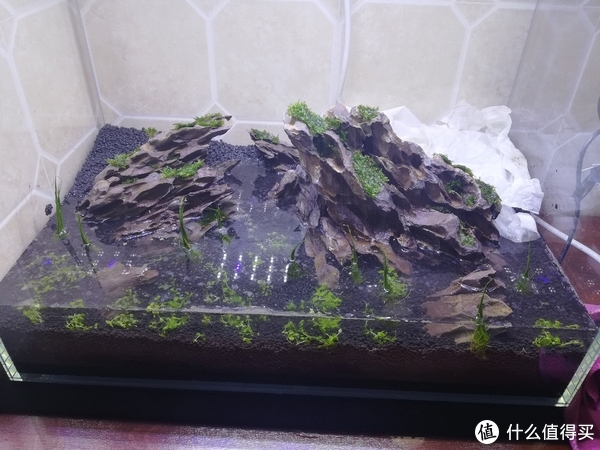 开缸种草篇