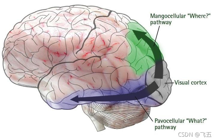 Visual Cortex Cells 【学习笔记】Visual Cortex of Human‘s Brain_complex cell感受野-CSDN博客