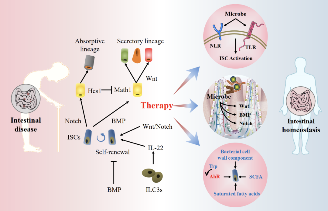 gut microbiota-stem cell niche crosstalk: a new territory for