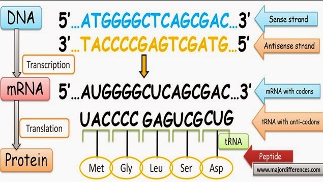 sense-and-antisense