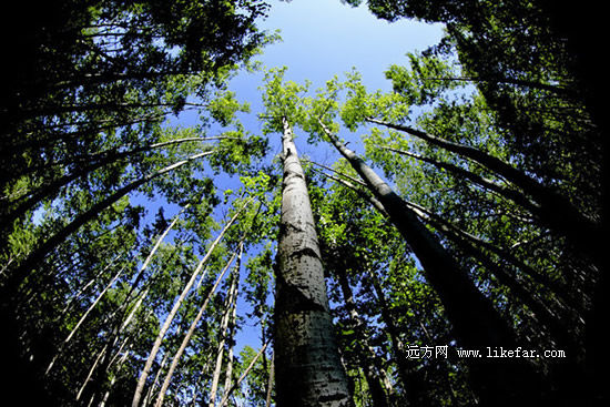 白桦林 作者：司空谷音