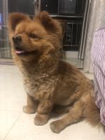 狗肉