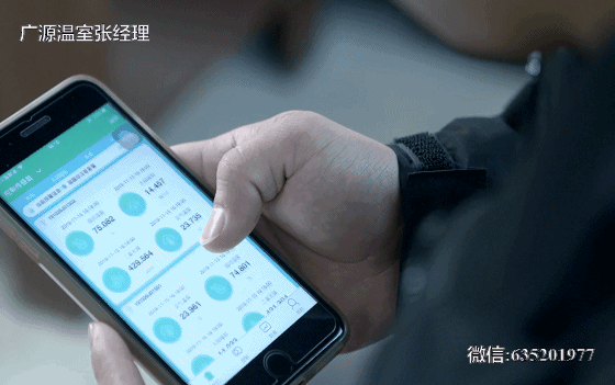 靠高科技加持的智能玻璃温室番茄,凭什么做到每平米产量70公斤