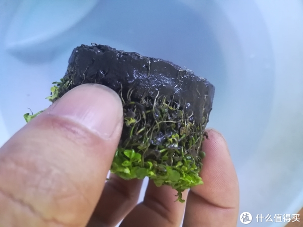开缸种草篇