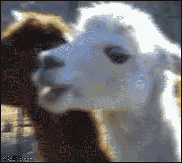 071704166706318.gif