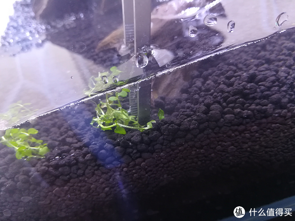 开缸种草篇