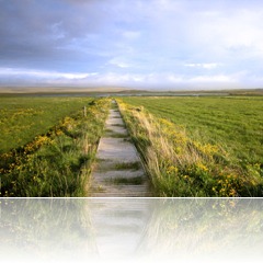 Field