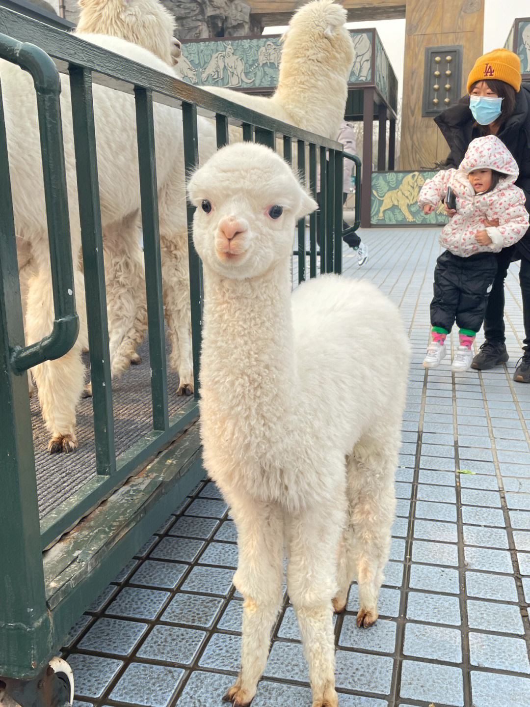 文章图片