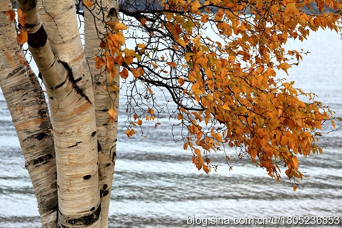 [转载]【纯净新西兰】漫步在童话小镇的秋天
