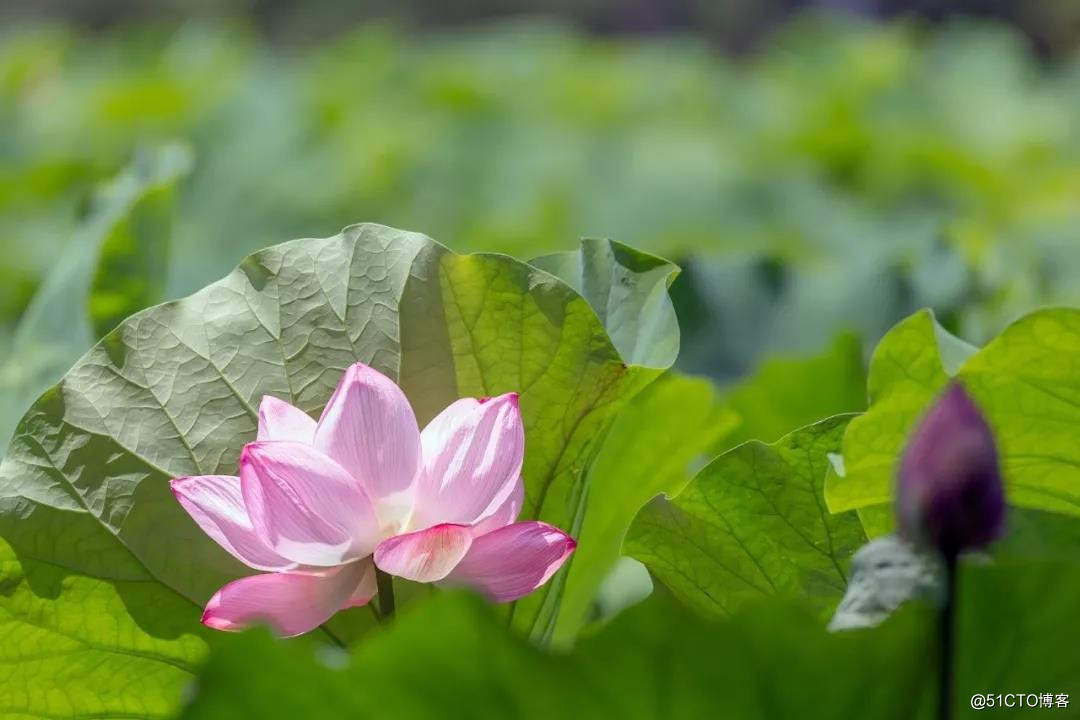 夏至 | 心怀热忱，认真生活 ;不负时光，不负自己