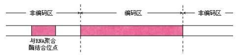 非编码区和编码区、启动子和终止子