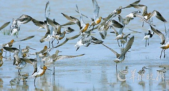 飞羽翔集，飞行中的风景