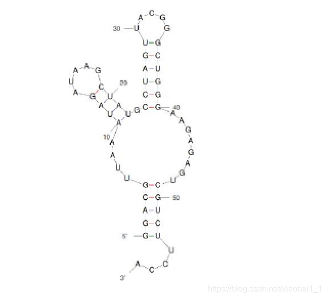 RNA的结构与功能解析-CSDN博客