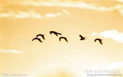 研发技术评审及项目有哪些？