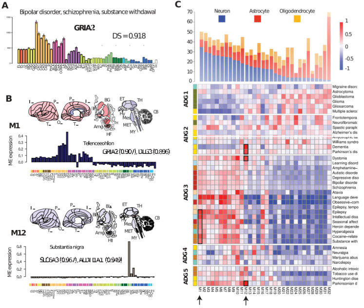图片 Plos Biology | 40种人类常见脑部疾病转录组学分析,提供基于分子的疾病分类和比较新策略_脑科学_03