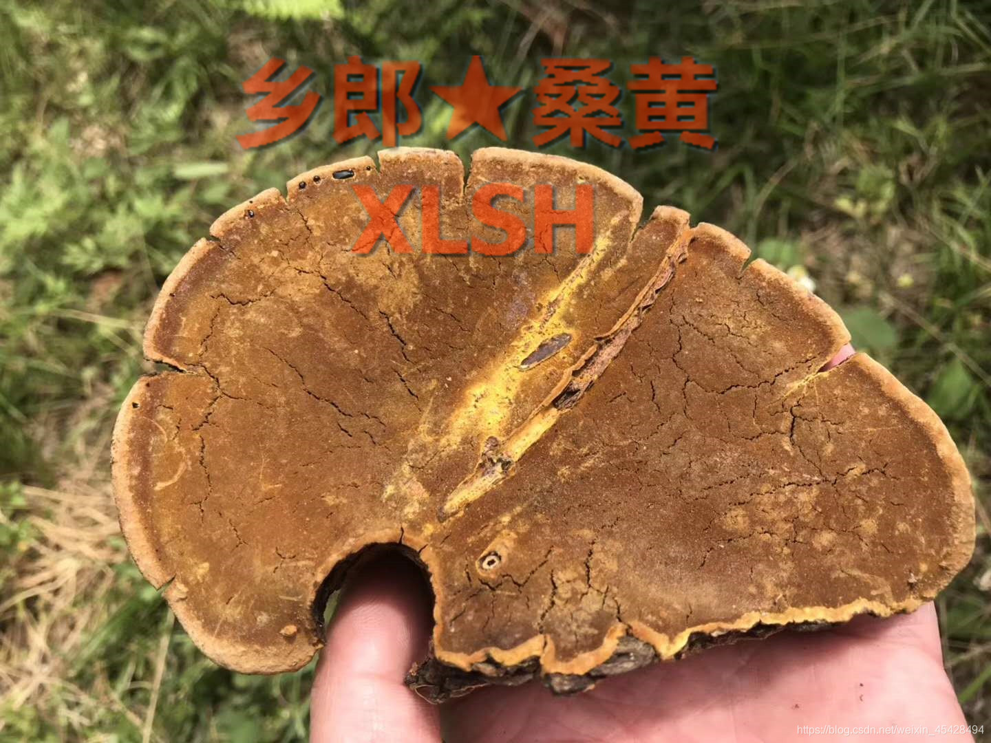 乡郎桑黄：揭秘吃神农架野生桑黄后居然改变了生活态度_吃了一个月的桑黄后-CSDN博客