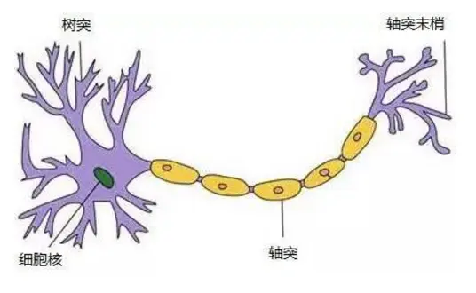 生物神经元.png