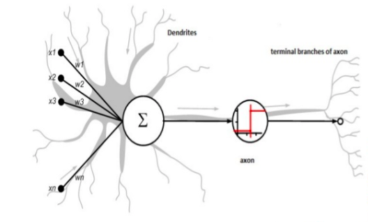 人工神经网络太简陋了，《Science》新作揭露，神经元树突也隐含计算能力