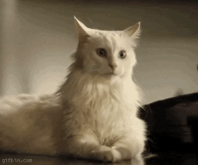 dde22d36d90d92ee456c2c532321b98b.gif