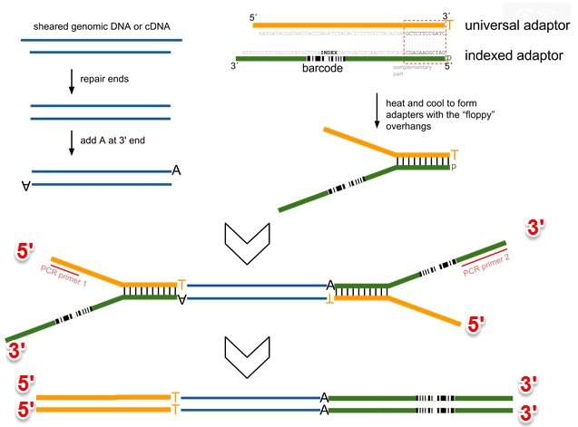 hiseq2000-adaptor1