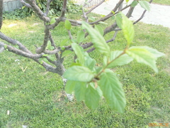 WinCE6.0双雄 酷派N900/魅族M8对比评测 