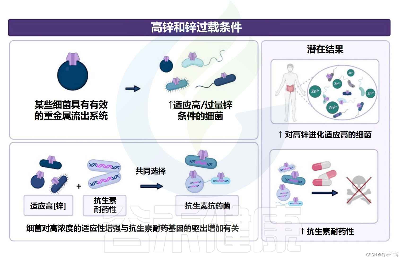 膳食锌缺乏或过量对人体肠道菌群及健康的影响_锌异常所致的肠道损害-CSDN博客