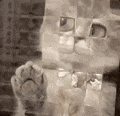 736896fd29005765d5420d3854d9832e.gif