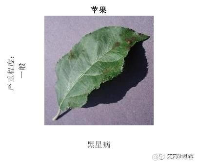 【图像识别】基于VGG19的果树叶子病虫识别附Matlab代码_无人机_02