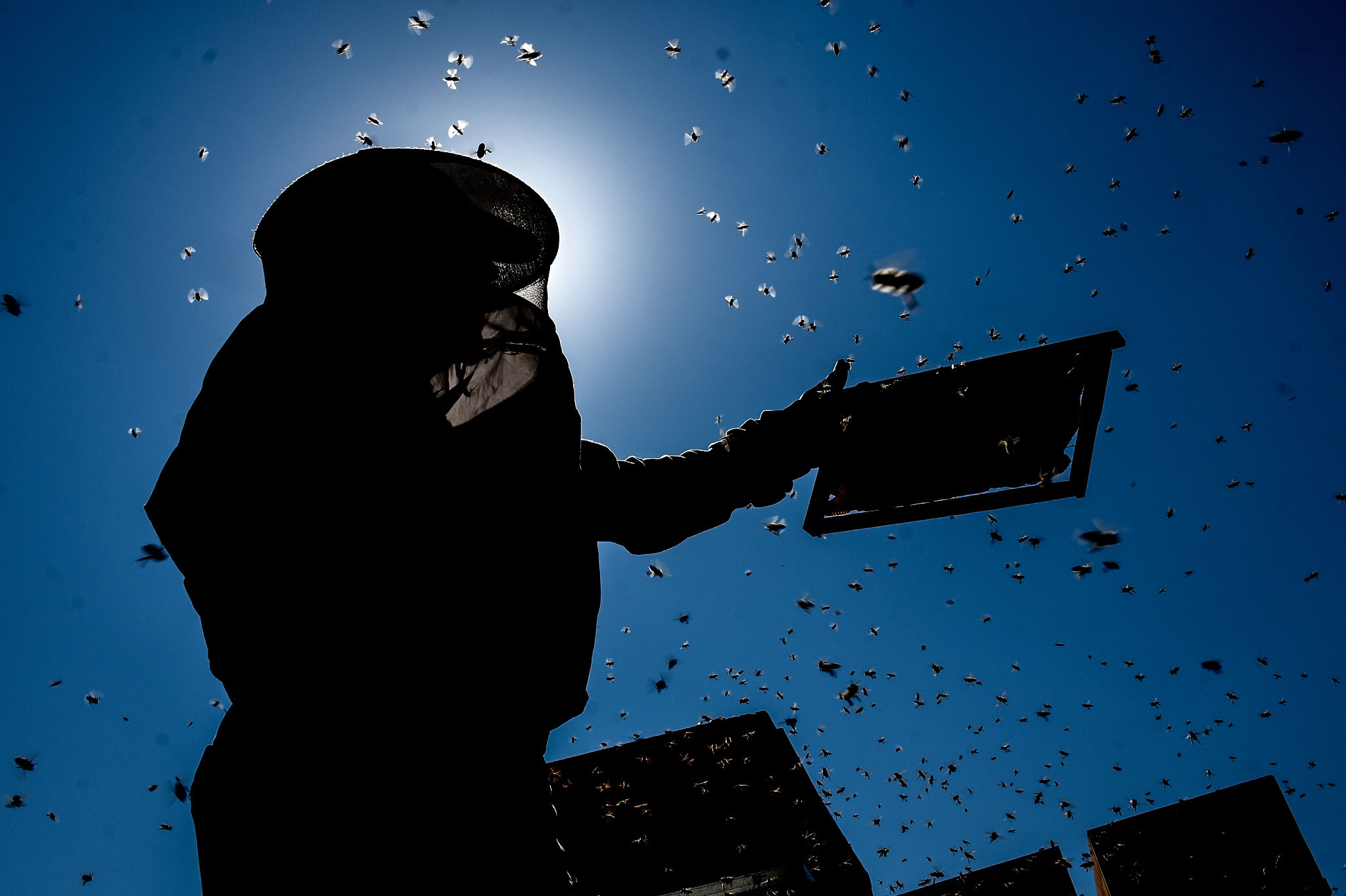 我敲了 13 年代码，却成了一个养蜂人