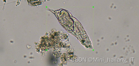 毕业设计：基于机器视觉的微生物图像分类