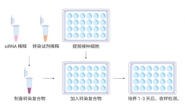 干货分享 | 如何做 RNA 干扰实验？(常见问题+解决方案）_cdkn2a rna干扰-CSDN博客
