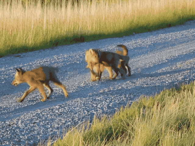 eaca41e63fed20db10e1f1a8e6a10e3b.gif