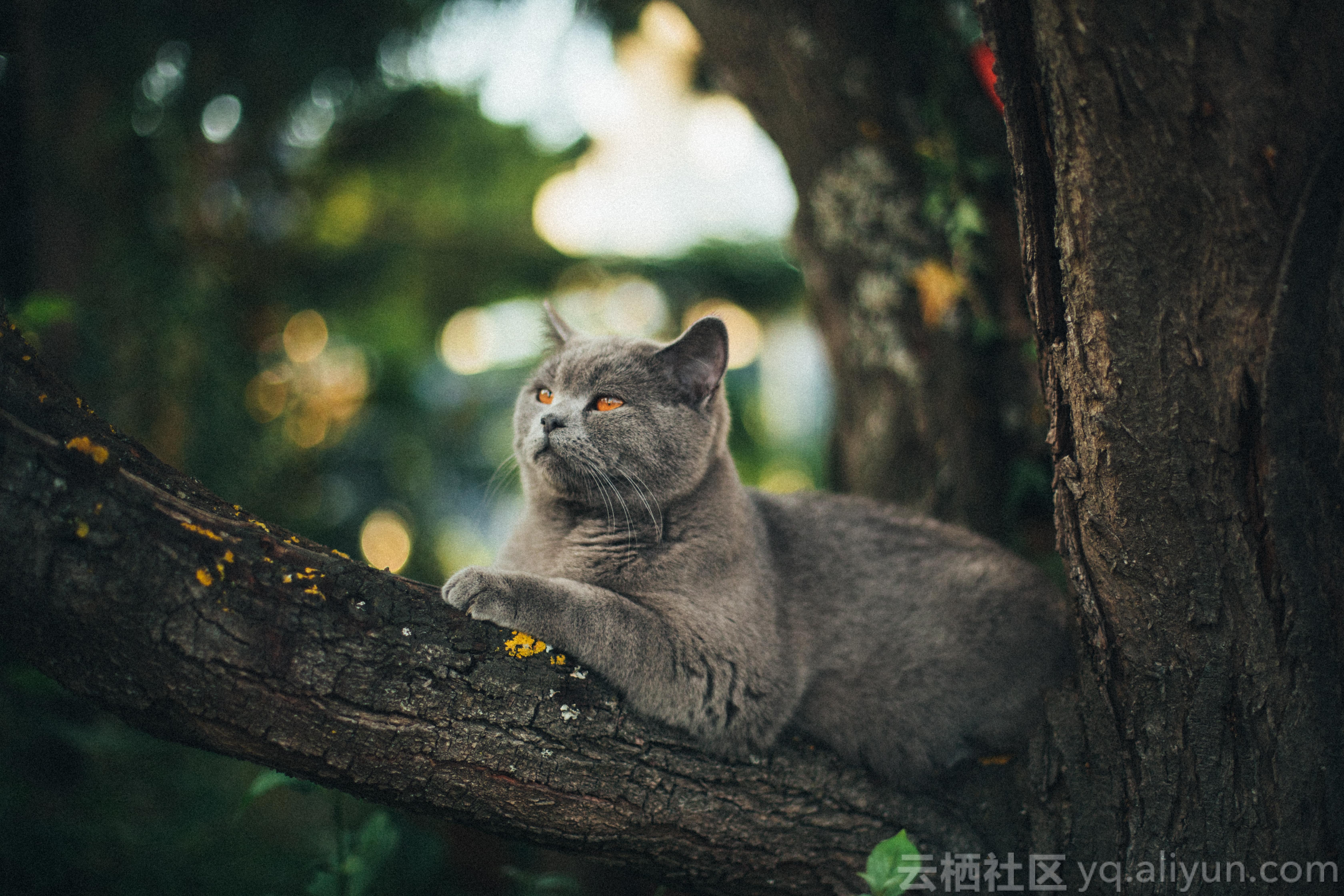85_maxboettinger_gray_cat_on_top_of_tree_branch_min