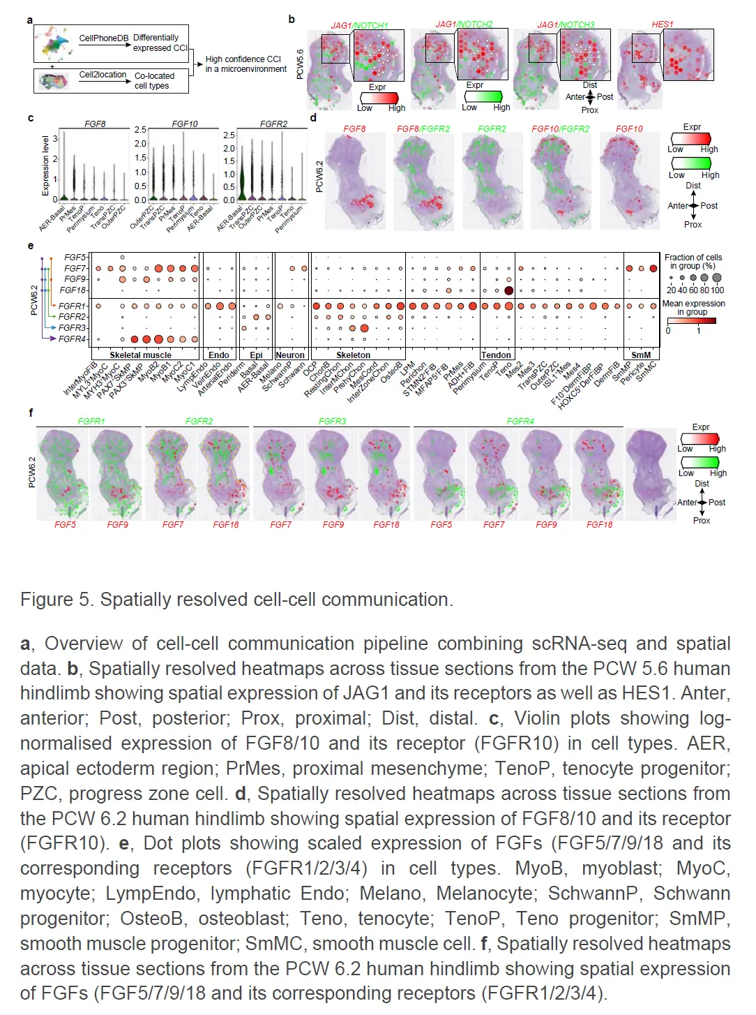 10X单细胞空间联合分析解析的人类胚胎limb cell图谱_a human embryonic limb cell atlas ...