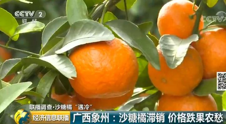枇杷的价格多少一斤