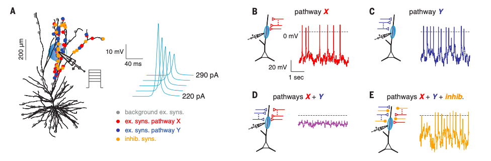 人工神经网络太简陋了，《Science》新作揭露，神经元树突也隐含计算能力