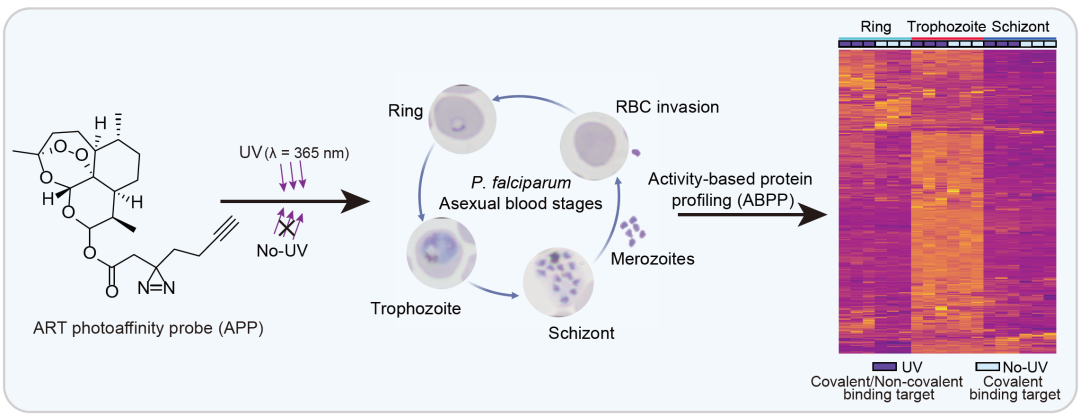 abp 统计怎么做iMeta ｜ 王继刚／戴凌云／徐承超／韩光-基于光亲和标记策略鉴定青蒿素在恶性疟原虫红细胞内期中的抗疟靶标..._https://www.jmylbn.com_新闻资讯_第2张