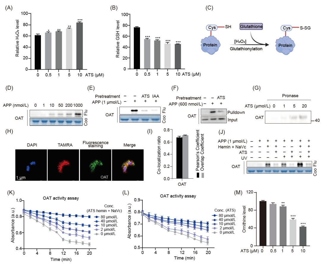 abp 统计怎么做iMeta ｜ 王继刚／戴凌云／徐承超／韩光-基于光亲和标记策略鉴定青蒿素在恶性疟原虫红细胞内期中的抗疟靶标..._https://www.jmylbn.com_新闻资讯_第8张