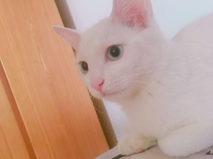 蚂蚁金服和他的小伙伴又在搞事情了