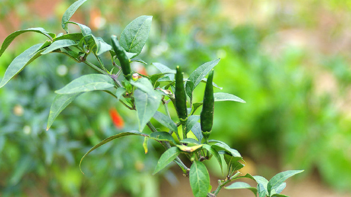 罗浮山自驾小结