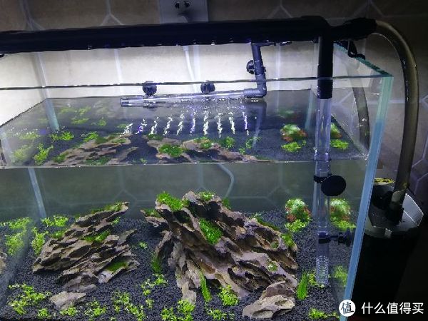 开缸种草篇