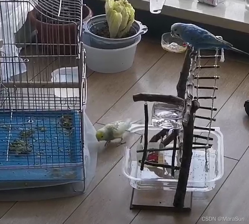 The blue one perched on the top and engoying the food.