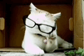 a5a0384cf29b32863cca135ef7d416e4.gif