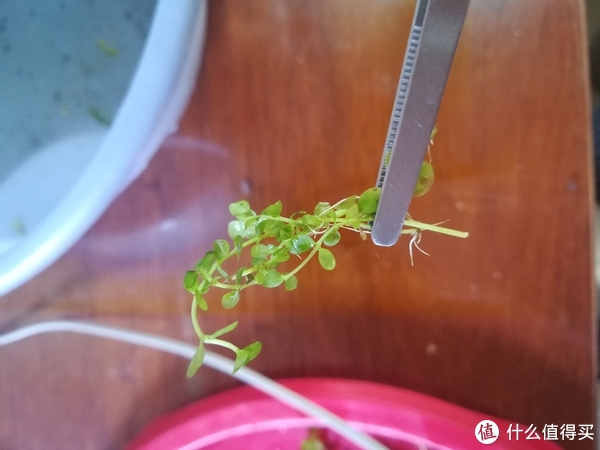 开缸种草篇